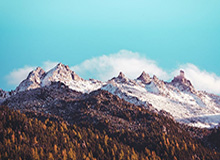 大发官网：官方背书下的信任与极致体验